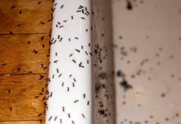 Best Local Pest Control Services  in Hutchins, TX